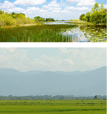 Backgrounds 1761509568 savanna   evergaldes