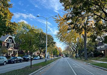 Backgrounds 1762285930 tree canopy street