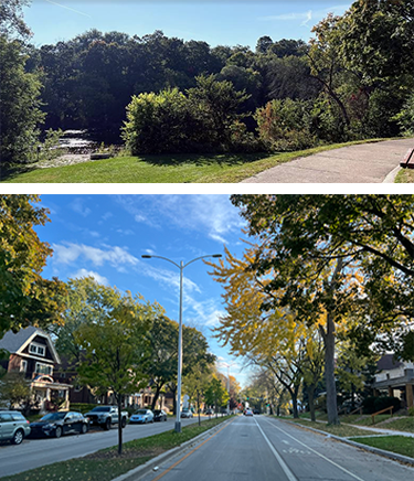 Backgrounds 1762290198 tree canopy