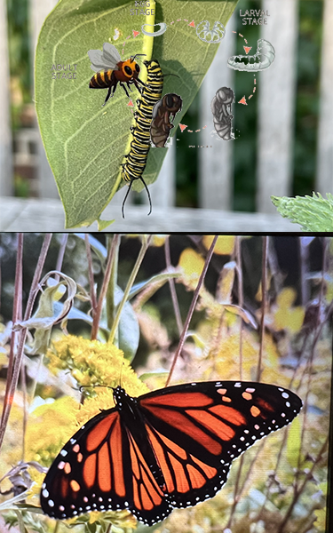 Backgrounds 1772398260 bees lifecycle a7