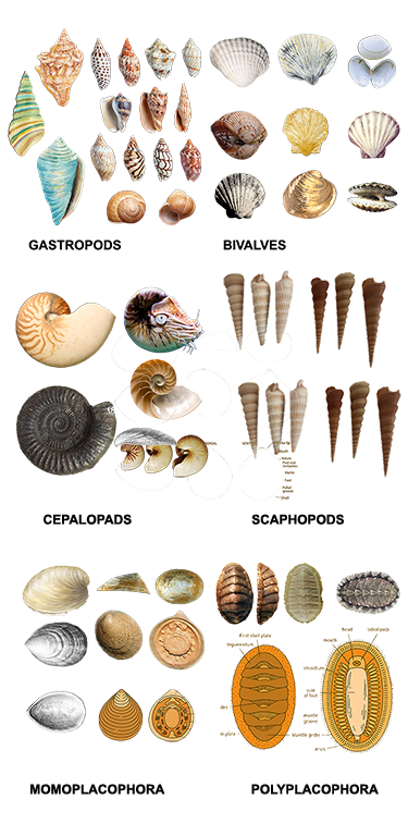 Backgrounds 1751657570 shells a3