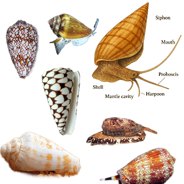 Backgrounds 1751657310 shells a6