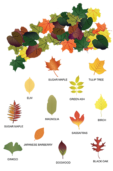 Backgrounds 1755011649 backgrounds 1753017804 tree id leaf names 2 1