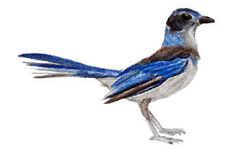 Backgrounds 1423864595 birds activity 01