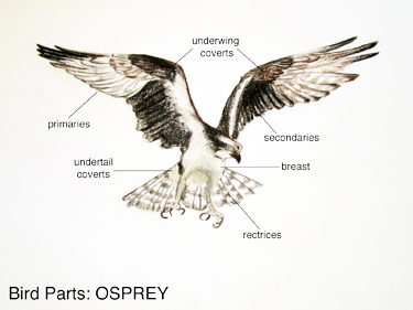 Backgrounds 1423864600 birds parts labeled375