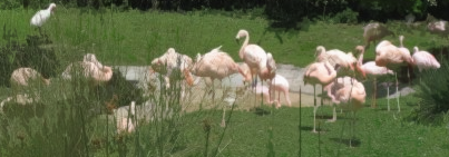 Backgrounds 1423864602 birds activity 04
