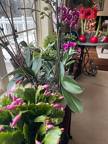 Backgrounds 1766696867 bio in plants inside