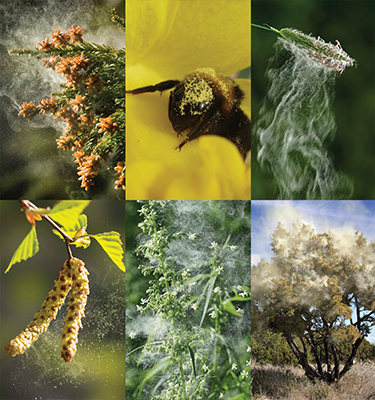 Backgrounds 1770561667 pollgardesn a3