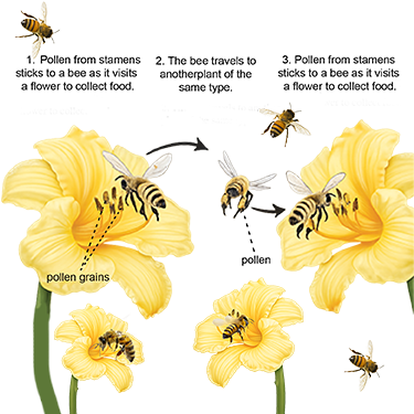 Backgrounds 1771774806 bees graph copy