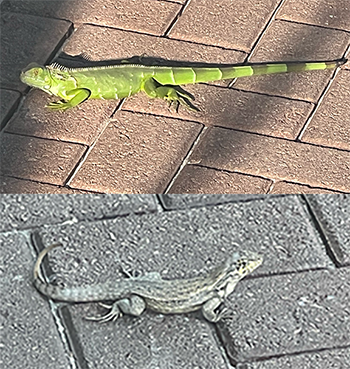 Backgrounds 1777225945 green grey amphibian a1