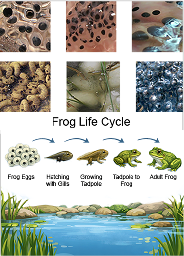 Backgrounds 1772567620 ampphibians a3