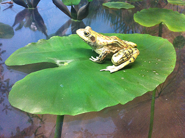 Backgrounds 1779553662 amphibian gallery frog