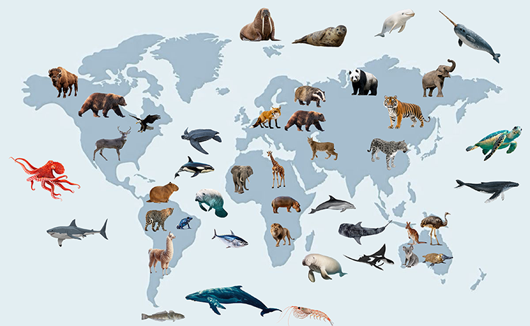 Backgrounds 1779038619 animala a10continent map with animals