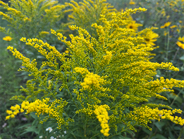 Backgrounds 1784224661 golden rod