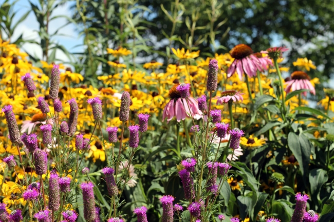 Backgrounds 1785522532 usfws native pollinator garden horicon national wildlife refuge medium