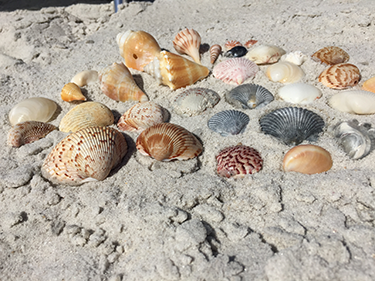 Images 1752344638 shell collecting