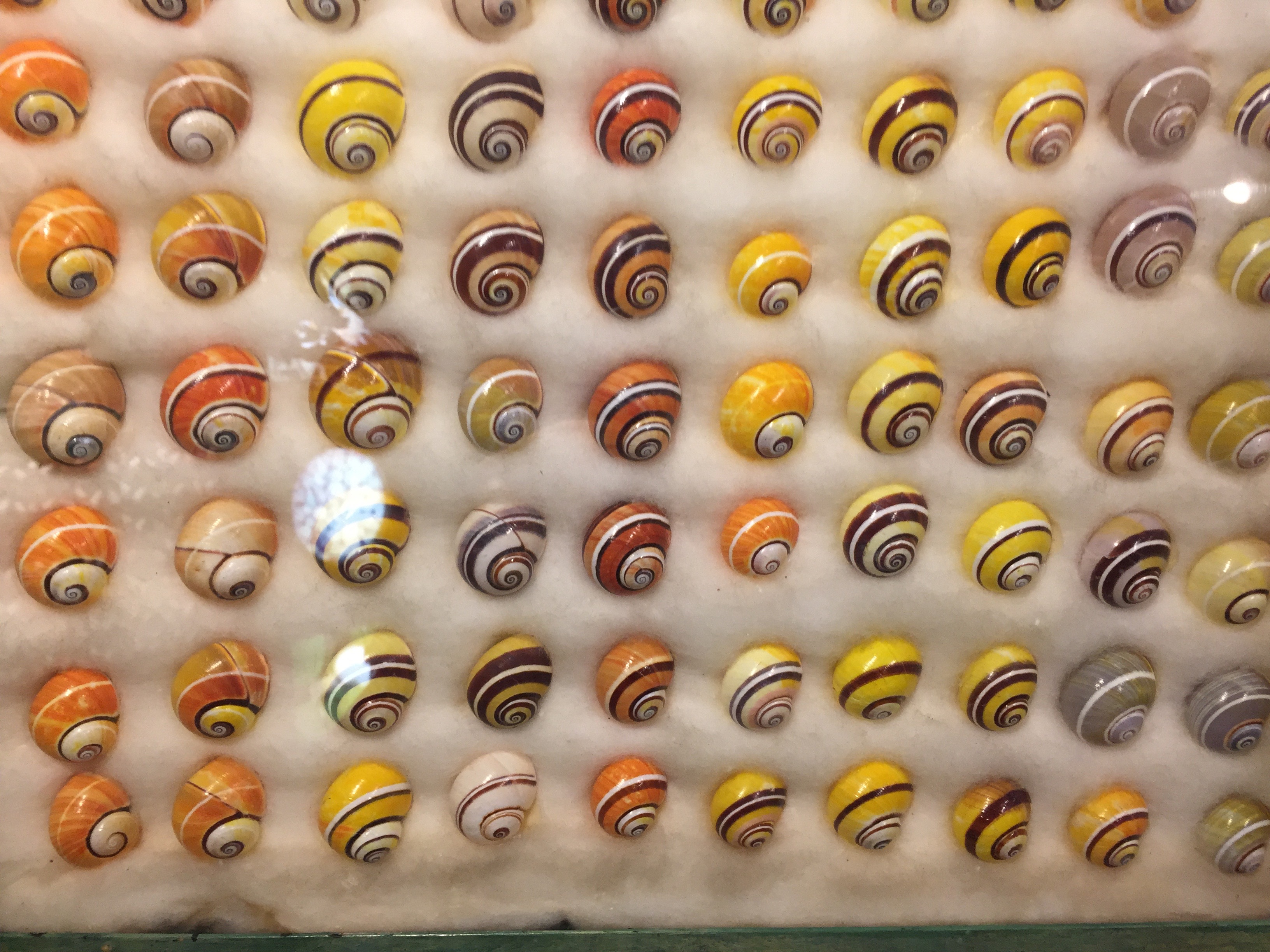 Images 1755177715 shells
