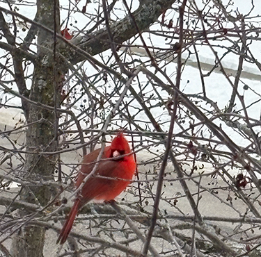Images 1761487164 nature journaling cardinal