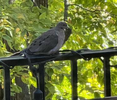 Images 1761524154 morning dove