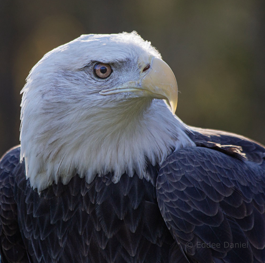 Images 1767046351 bald eagle
