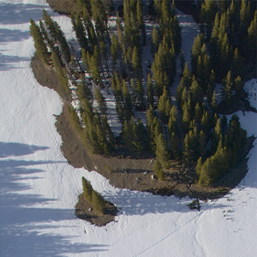 Images 1767909695 forests a3