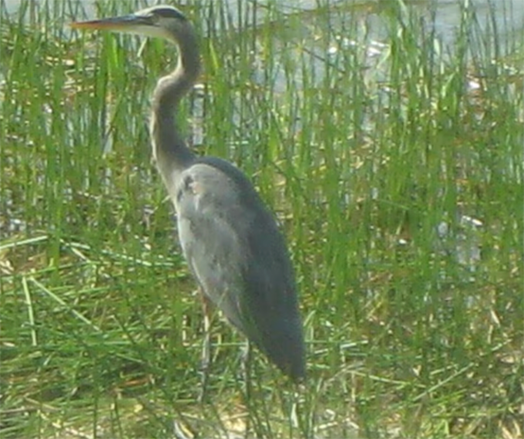 Images 1768056459 great blue heron