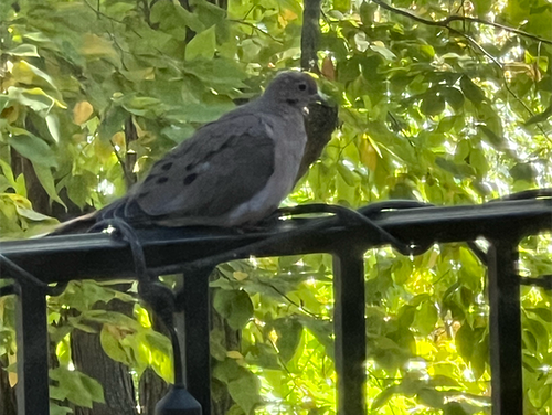 Images 1768056491 morning dove