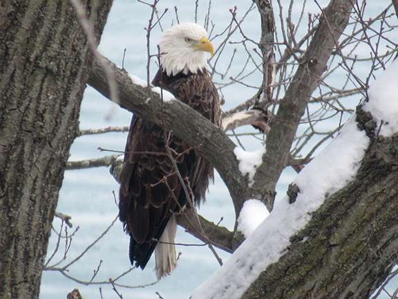 Images 1768056550 papa eagle