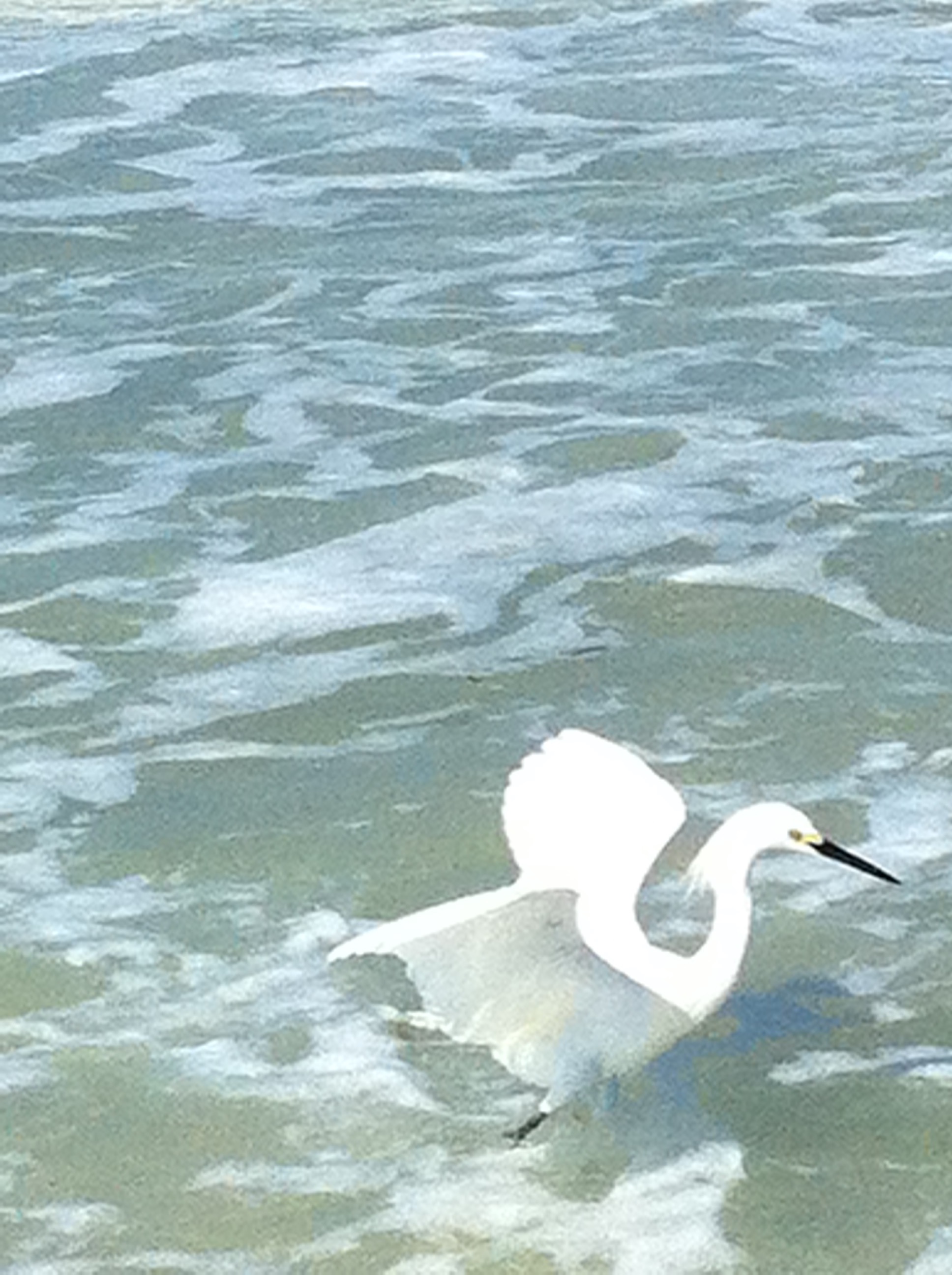 Images 1768056743 snowy egret