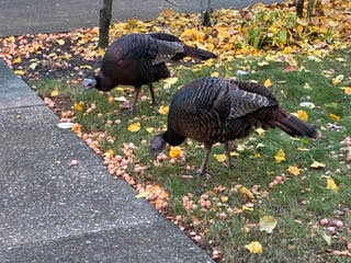 Images 1768057522 turkeys