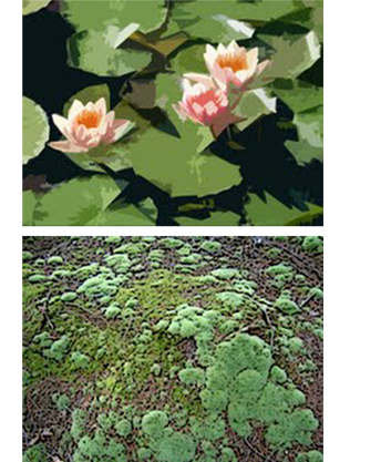 Description backgrounds 1423859969 plants intro
