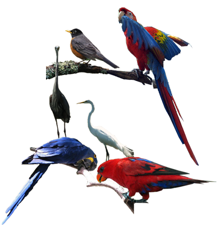 Description backgrounds 1423864589 birds intro