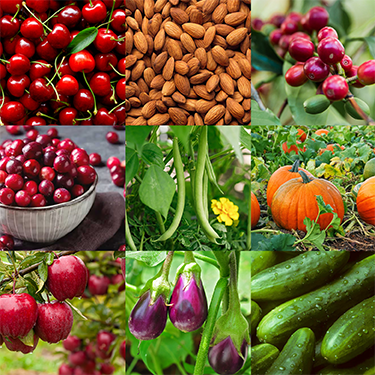 Description backgrounds 1770561621 polgardens intro